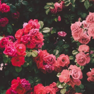 Meet your Posher, Julia